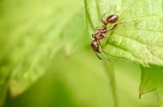 Why do ants turn on the car?