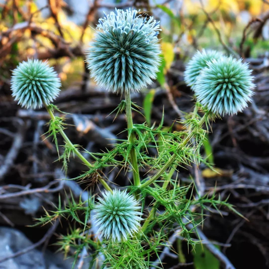 How do I get rid of the burrs in my backyard?