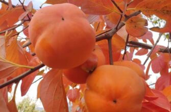 Two types of persimmons suitable for growing in Florida