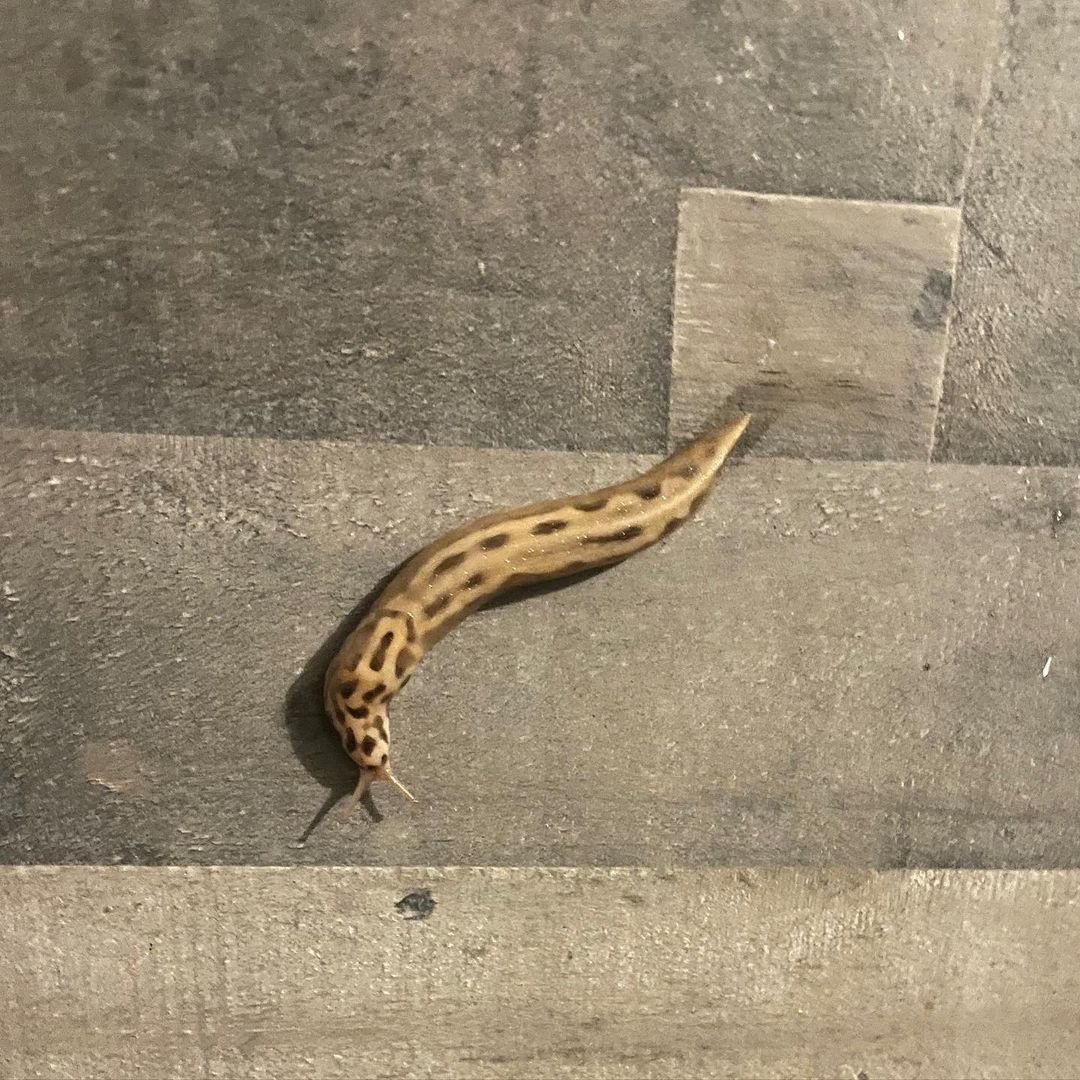 Effective barriers against slugs and snails