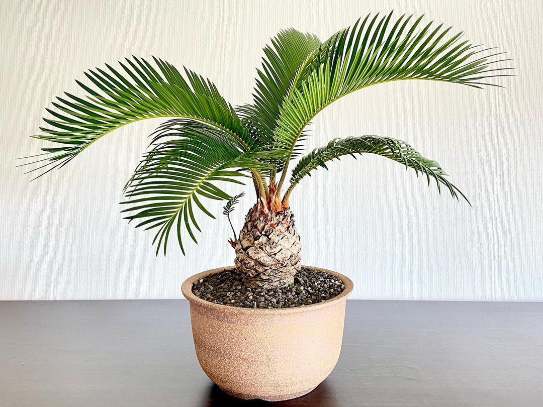 Sago Palm (Chamaedorea seifrizii)