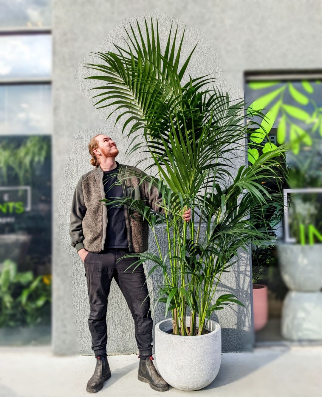 Kentia palm (Howea forsteriana)