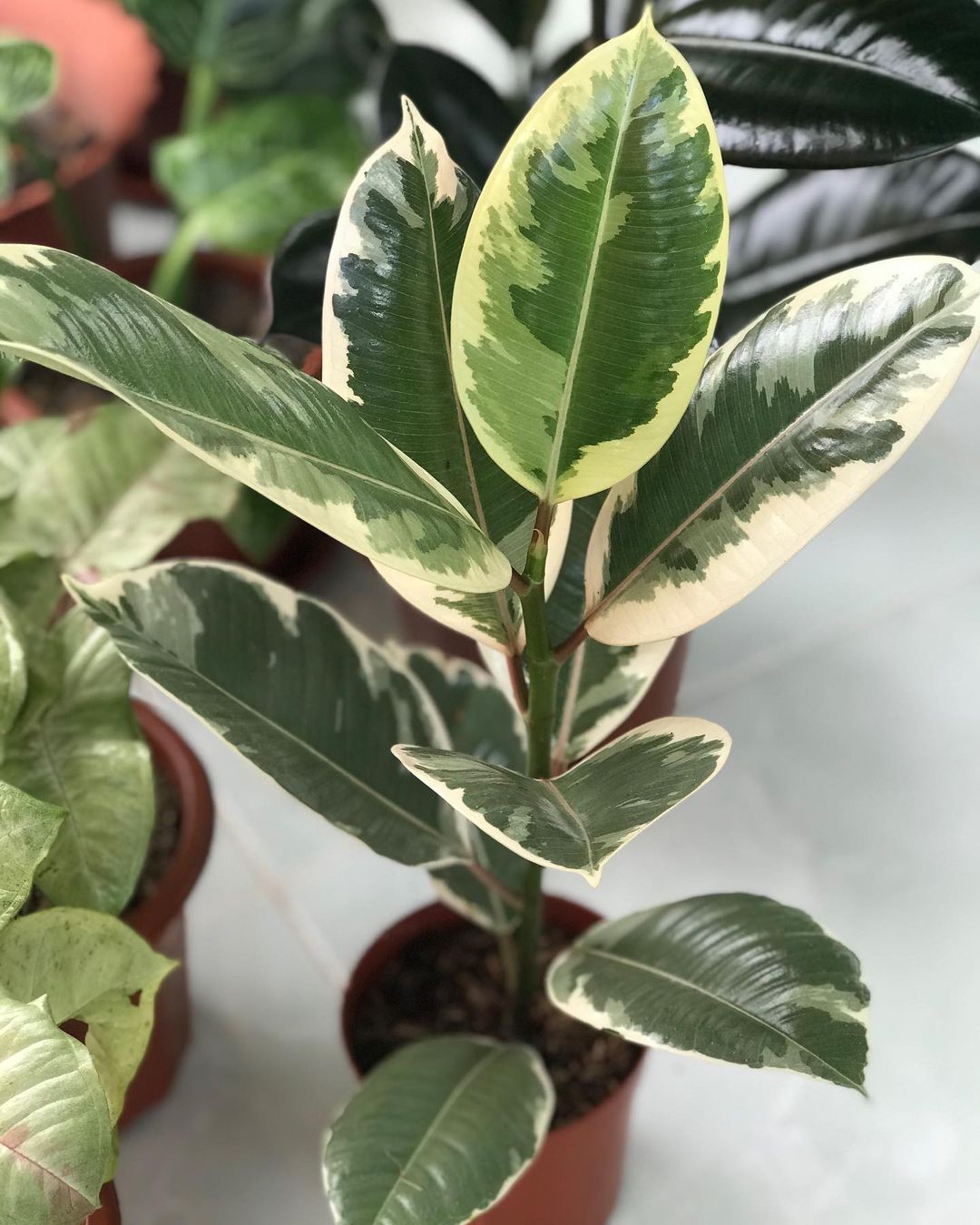 What is the advantage of the rubber plant?