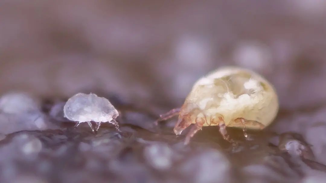 Soil mites
