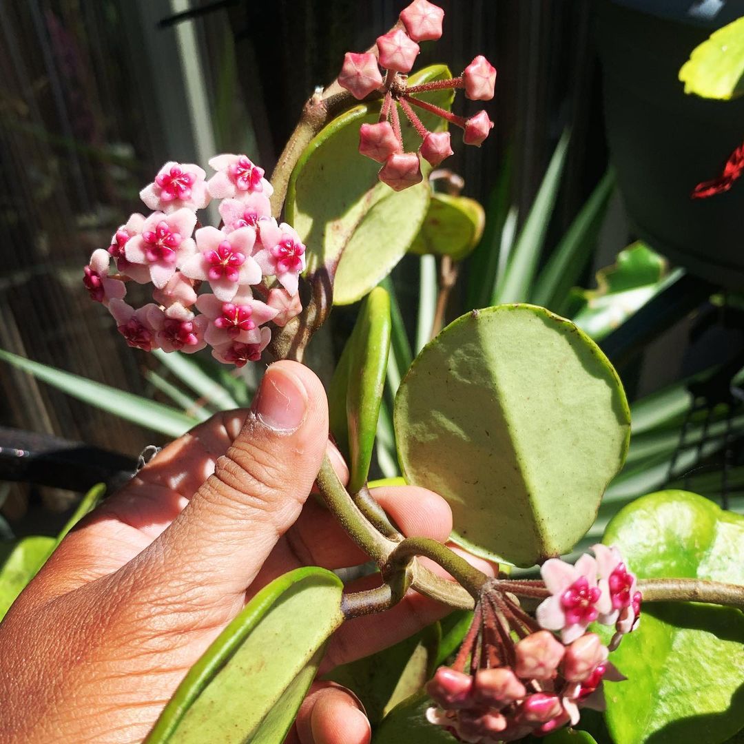 What are the benefits of hoya obovata?
