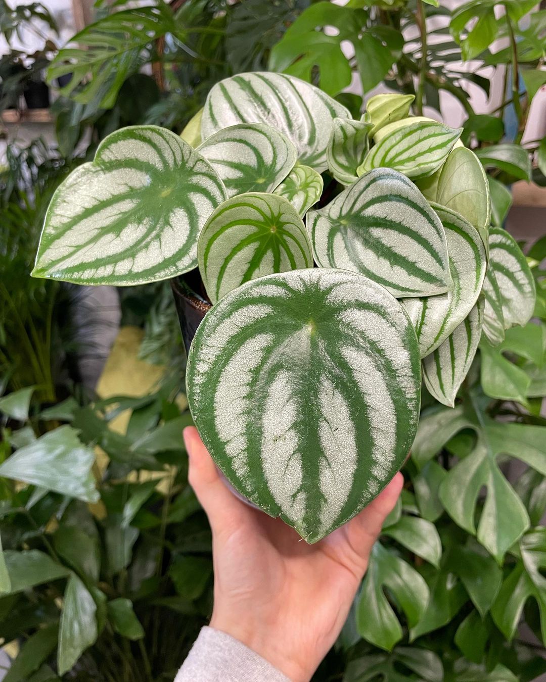 Are watermelon peperomia easy to propagate?