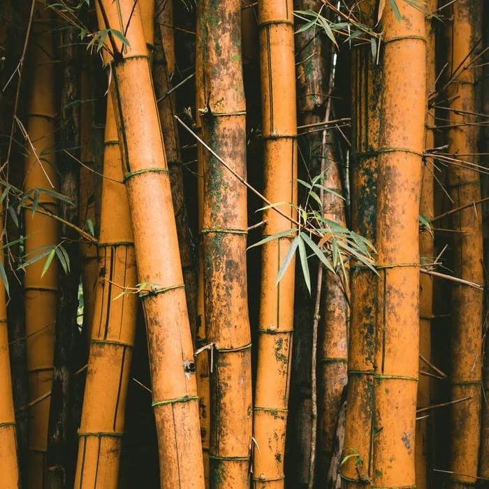 How fast does bamboo grow?