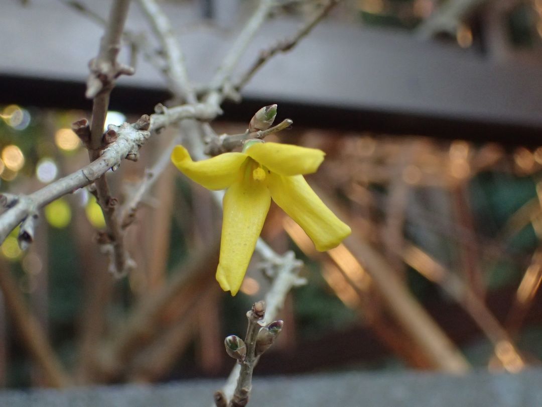 How to protect the forsythia in winter?