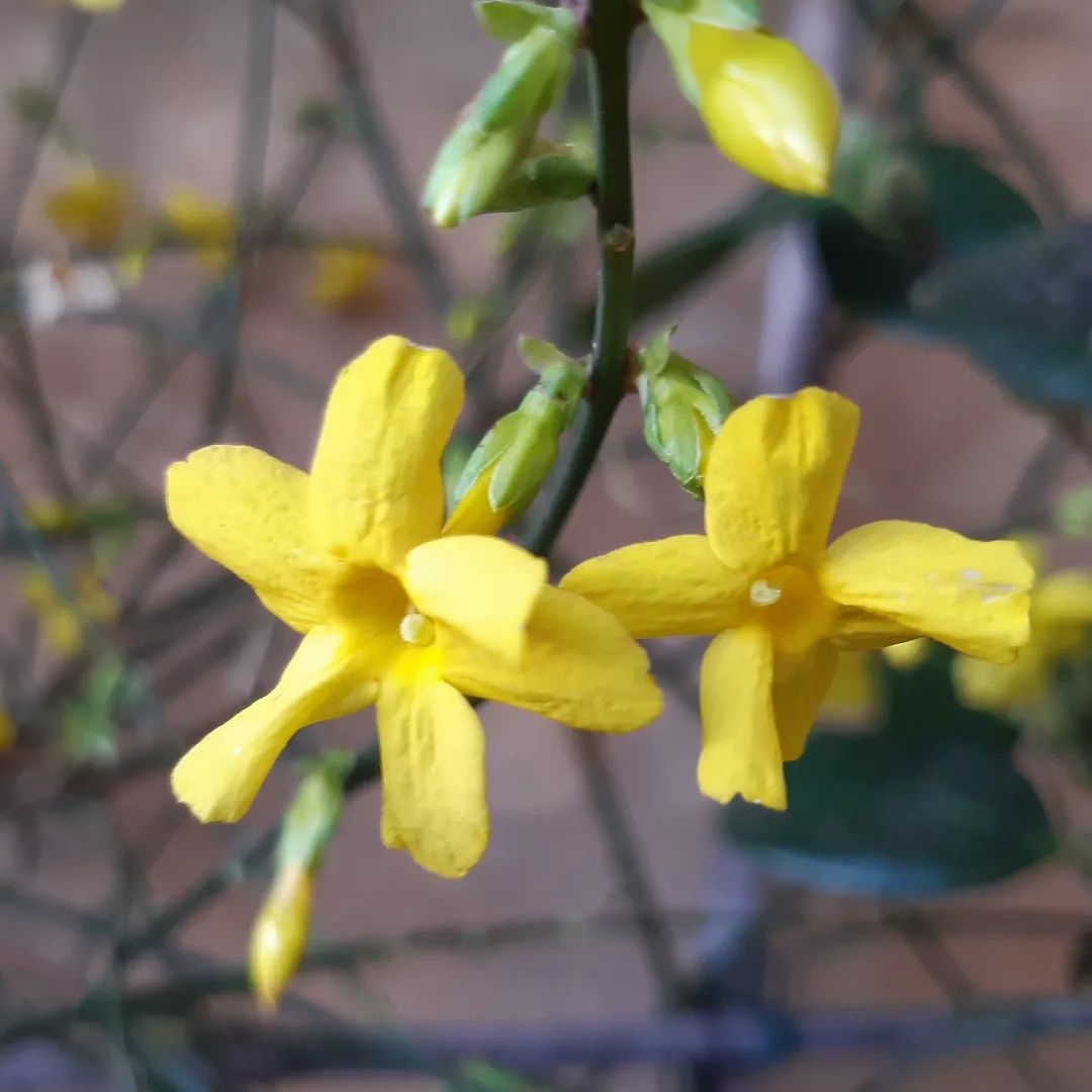 How do you save forsythia if it has been damaged by frost?