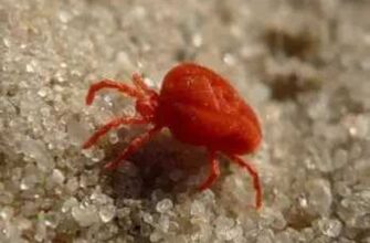 What does the clover mite look like?