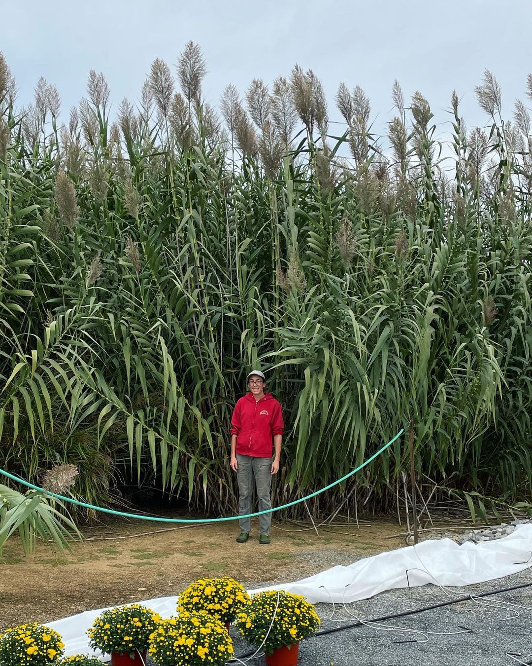 Giant Reed
