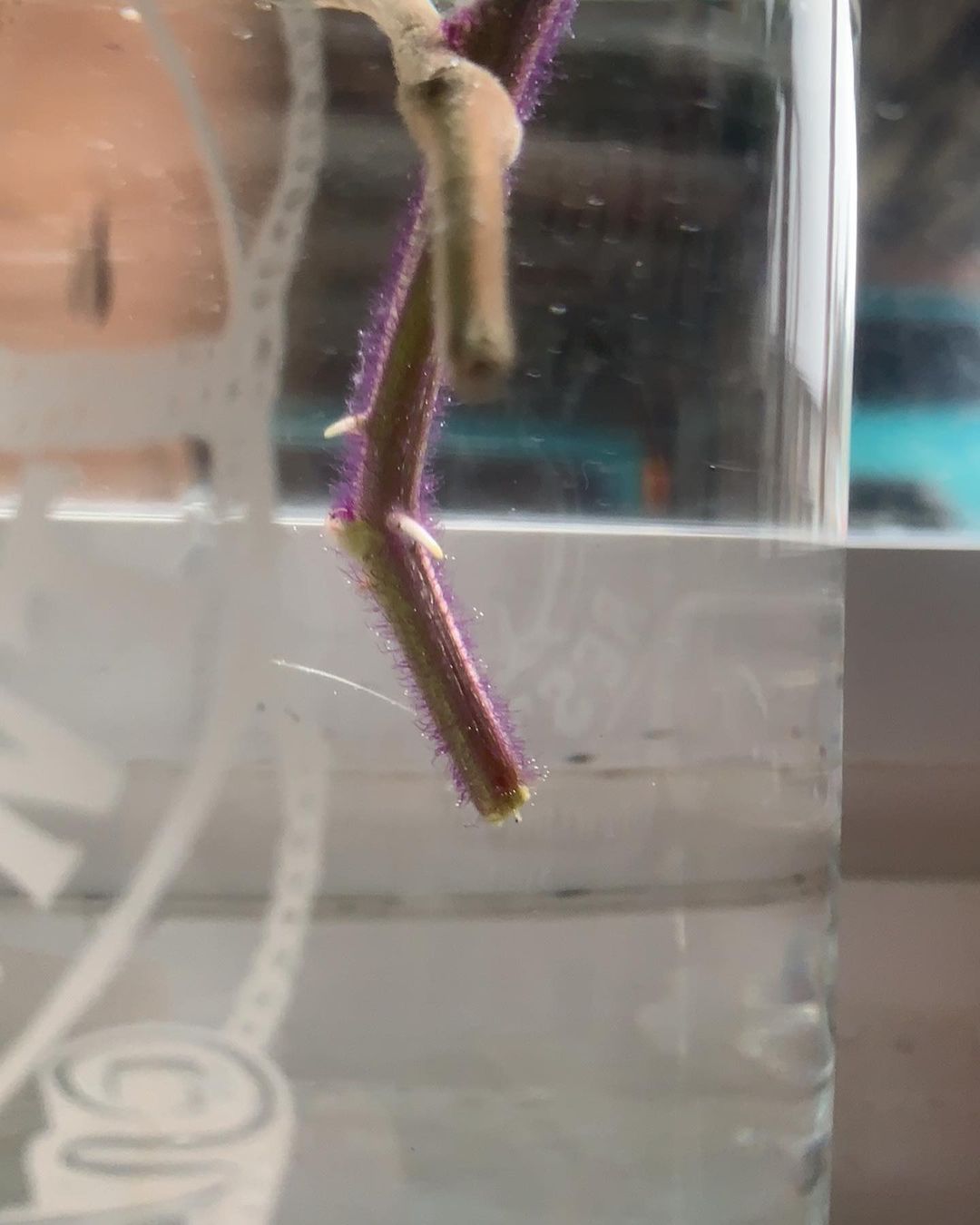 Reproduction of a rubber plant in water