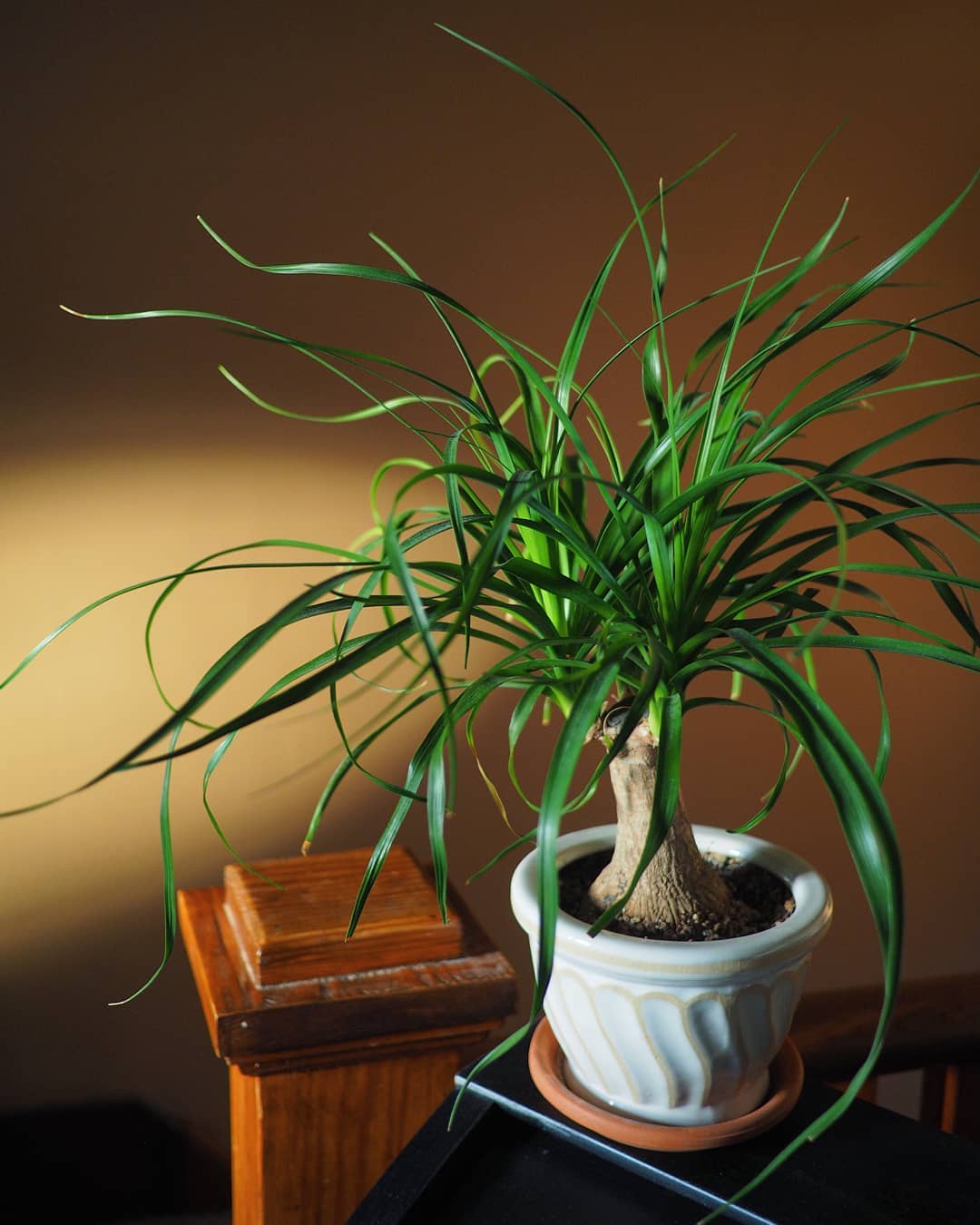 Beaucarnea recurvata