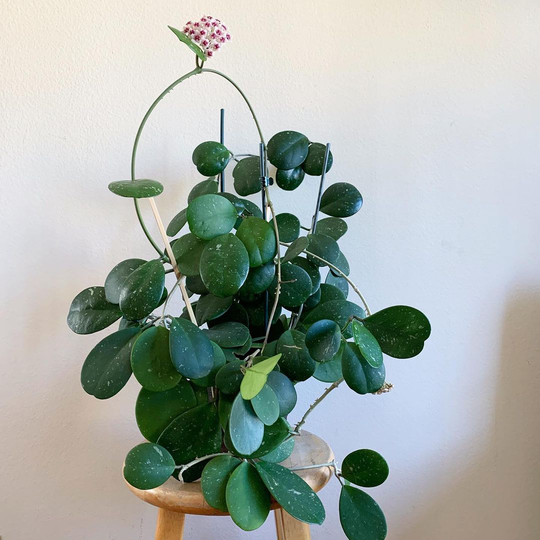 What kind of flower is hoya obovata?