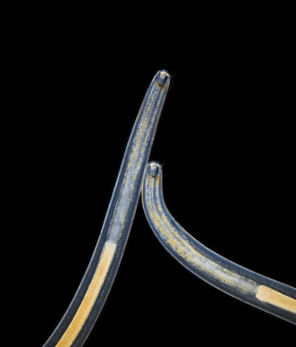 Nematode infestation