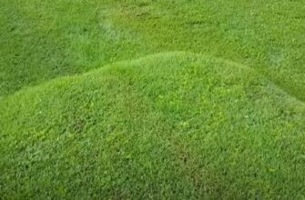 Lawn Bubble