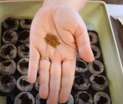 grow wallflowers from seed