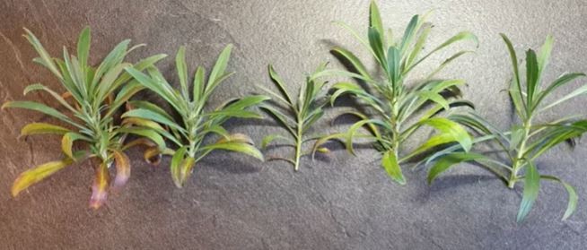 wallflowers by cuttings