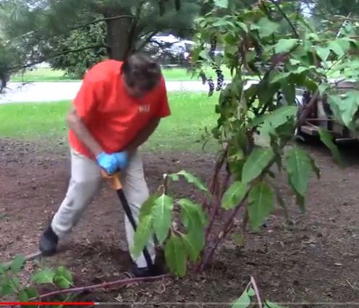 Dig up pokeweed from the ground