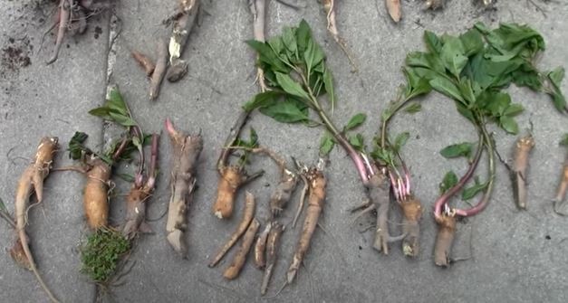 Let pokeweed dry out under the sun.