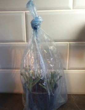 Insert the cuttings in pots or trays
