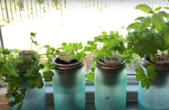 Jar Herb Garden