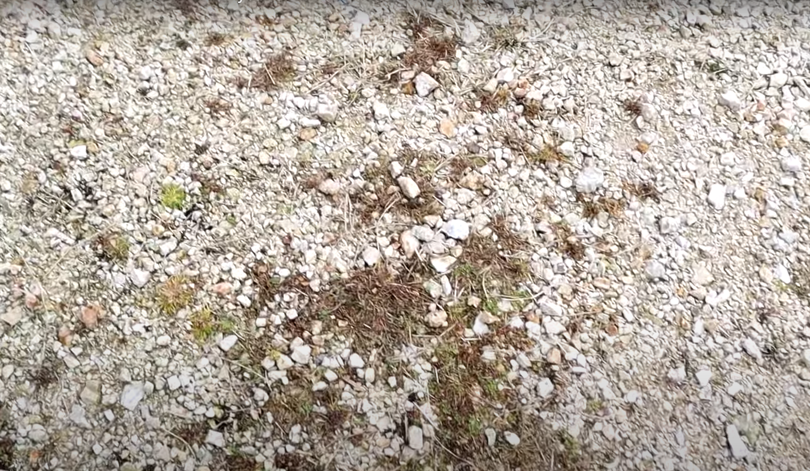 Can I use diesel fuel to kill weeds?