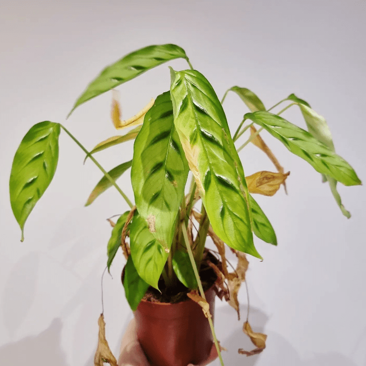 How to fix a twisted calatea leaf