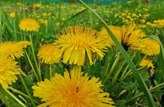 Dandelion